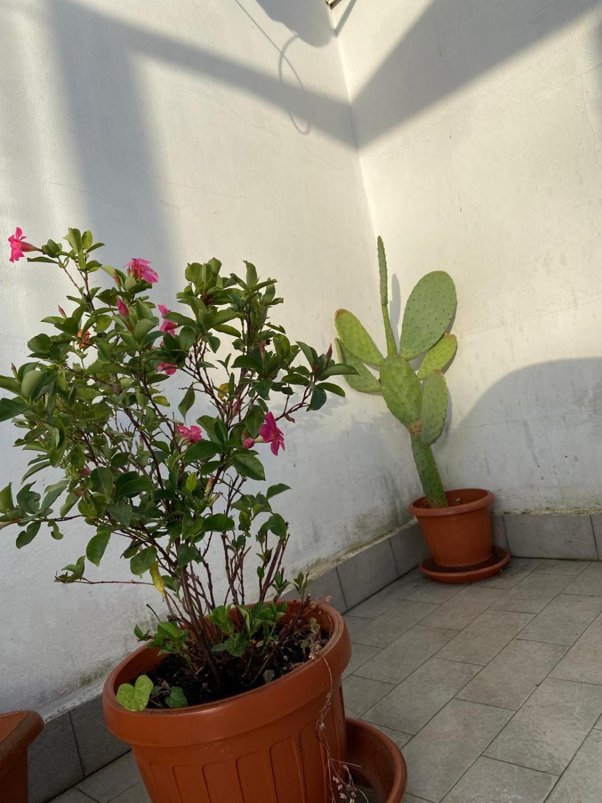 Piccolo Sogno Apartment Roma Exterior foto